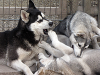 Huskies Erleben